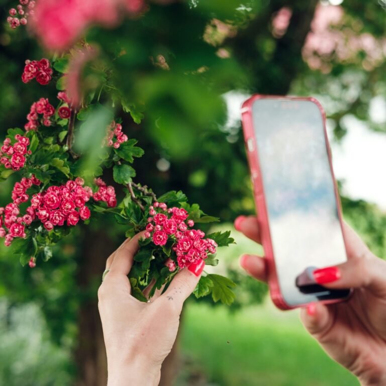 Identificación de planta con flores con aplicación de móvil