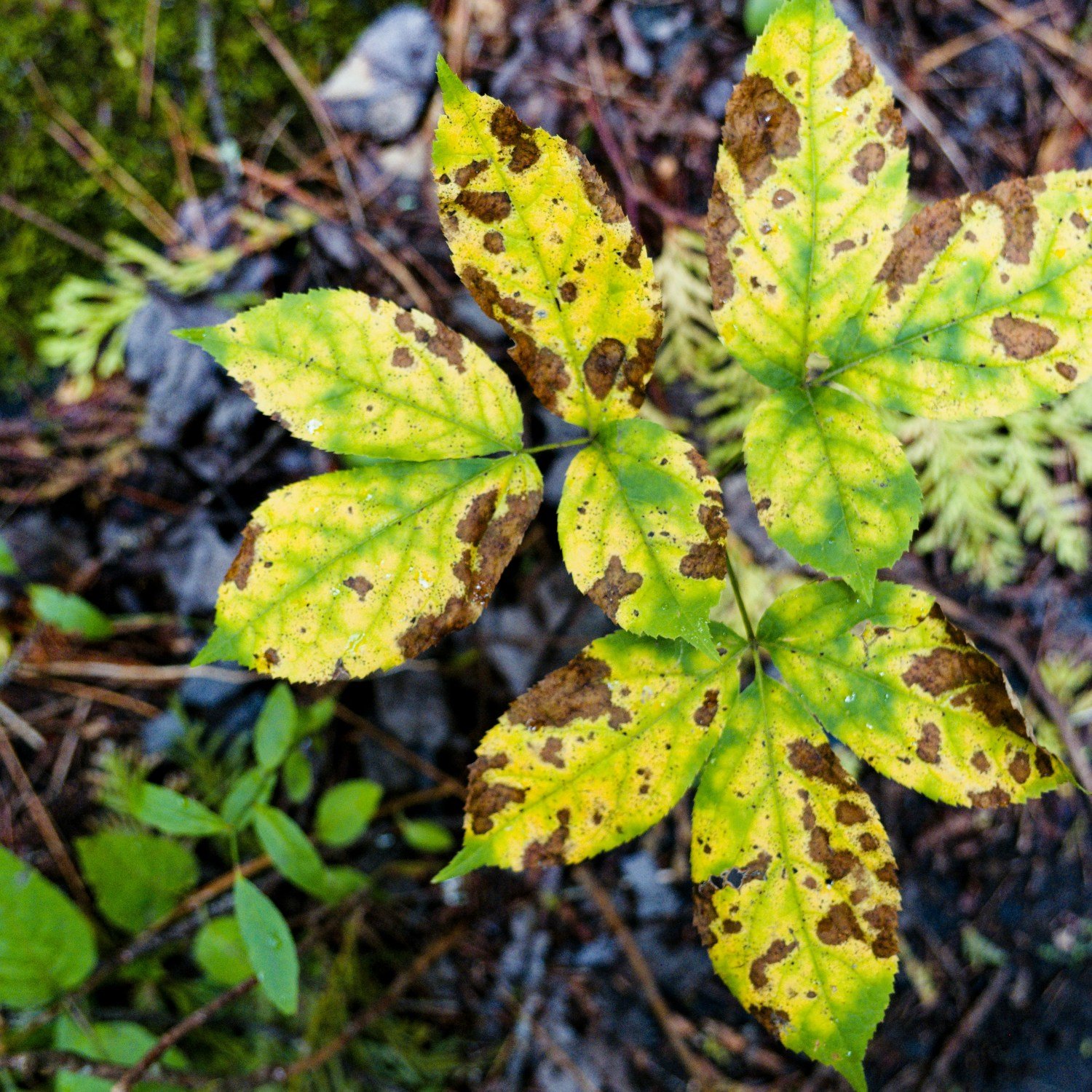 Identificar enfermedades en plantas tomando una fotografía